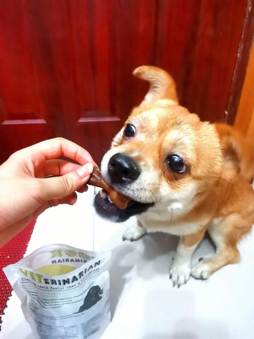 狗狗主人拿零食交换骨头实拍