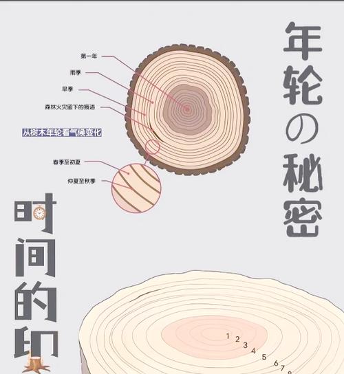 树木年轮成长与时间累积示意图