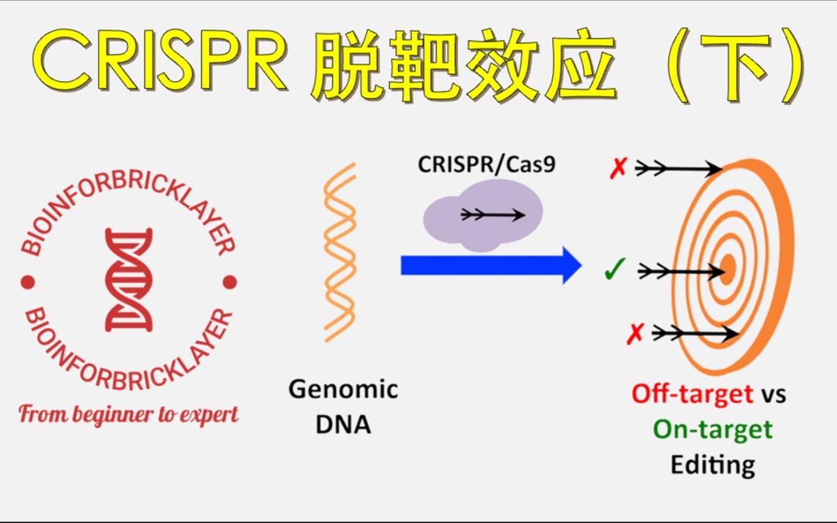 CRISPR编辑过程中脱靶导致DNA片段错误拼接的显微成像图