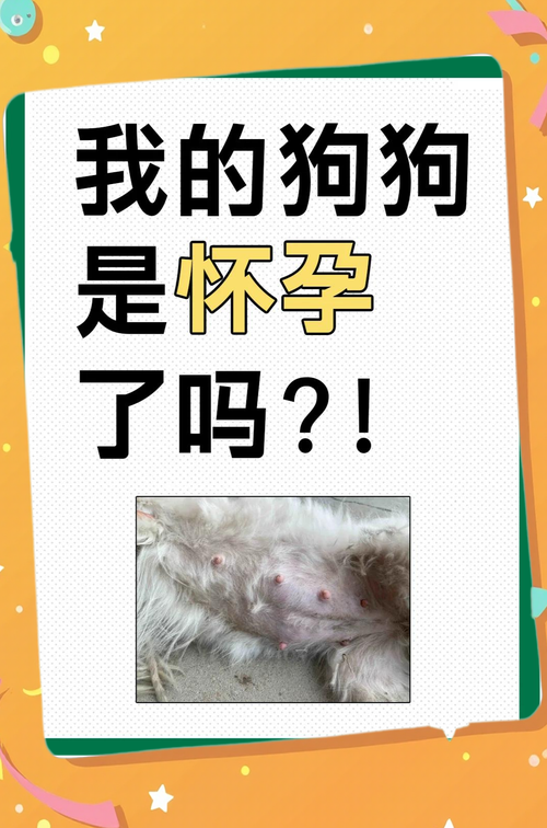 孕期的宠物去留,撕心裂肺的抉择