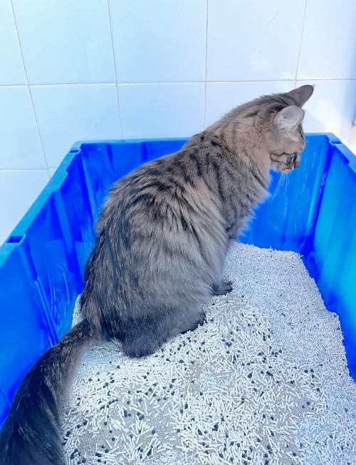 猫在狭窄夹缝里的猫砂盆旁犹豫抬爪的实拍图