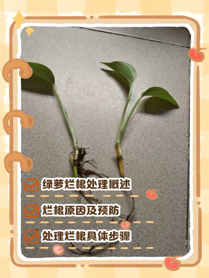 修剪烂根后重新上盆的绿萝养护步骤图