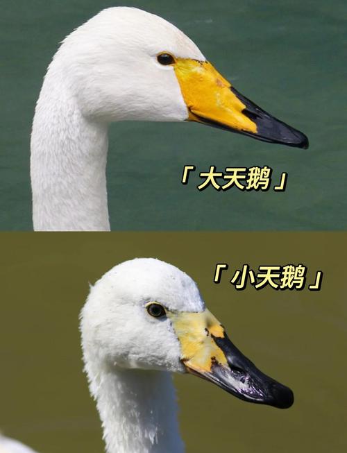 说白了，北欧天鹅到底是什么？别被商家忽悠了