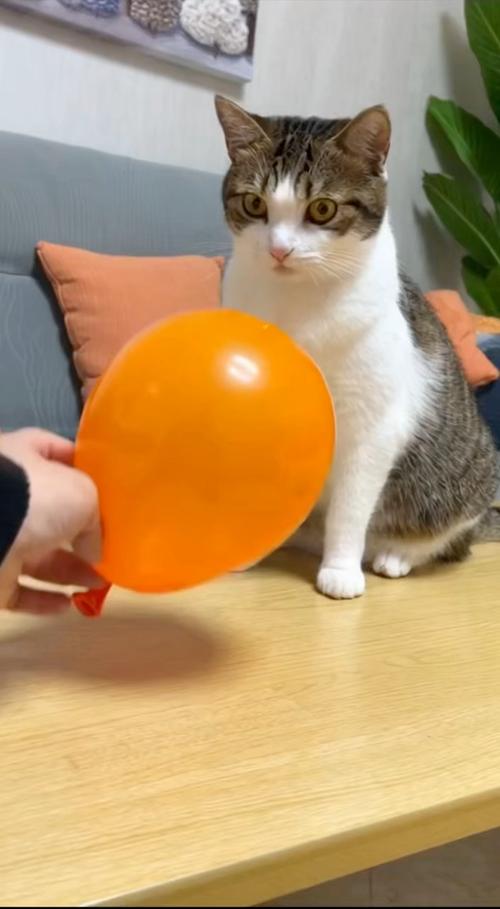猫咪不小心抓破彩色气球惊吓瞬间