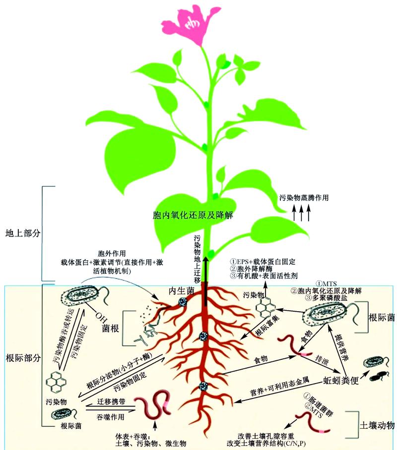 微生物组定向驯化修复土壤示意图
