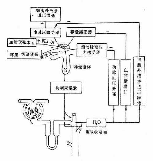 人体电解质平衡生理作用示意图
