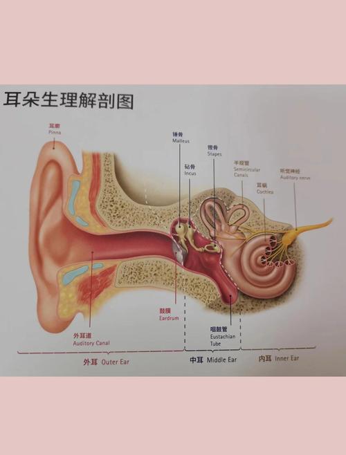 宠物耳道结构对比人类耳道的手绘示意图