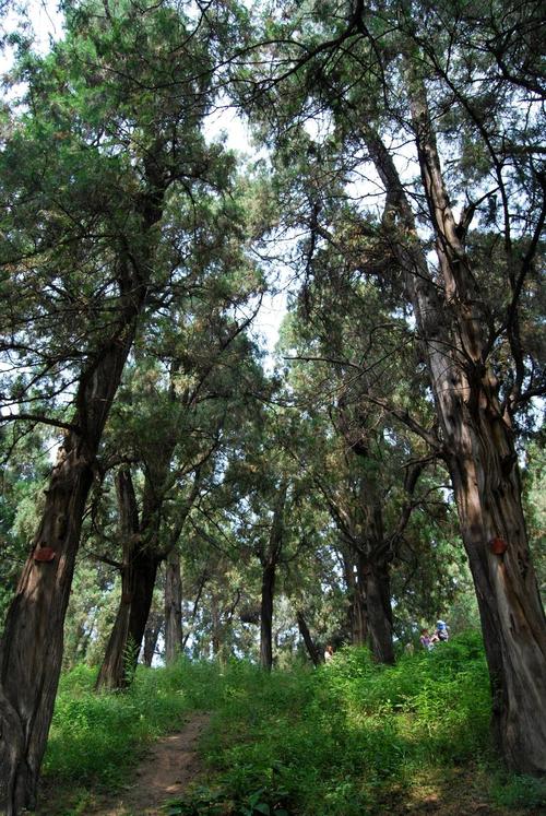 陕西黄帝陵桥山古柏林晨景