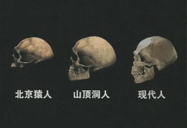 我们的脑干,至今仍是个原始人