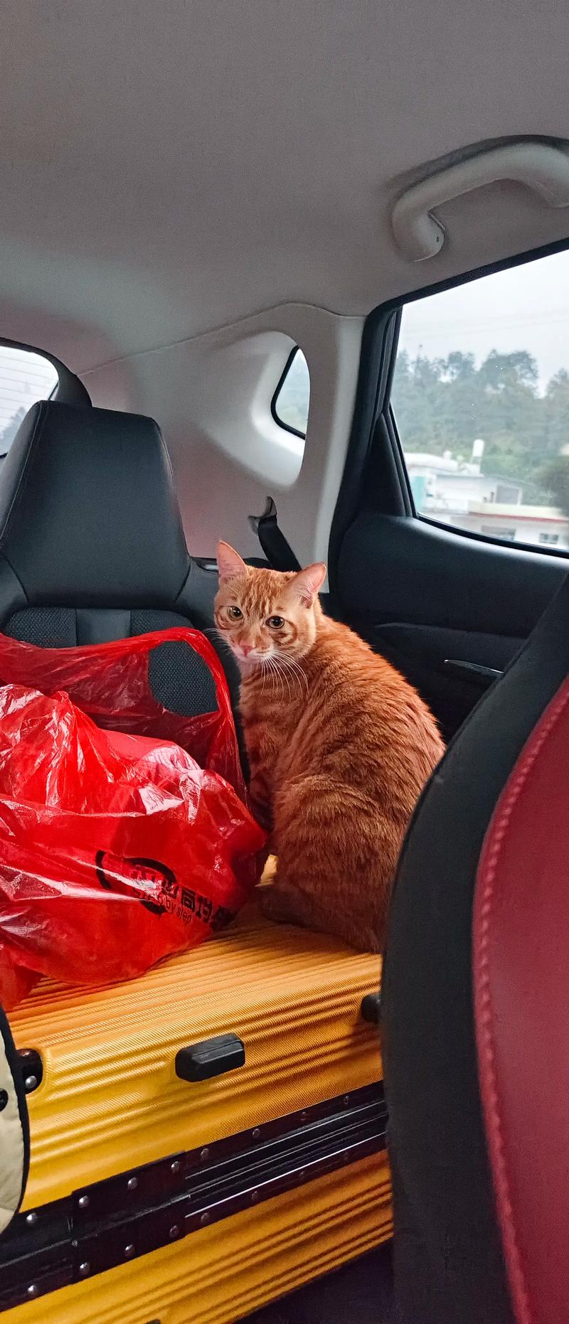 橘猫在汽车后座航空箱里缩成一团的实拍