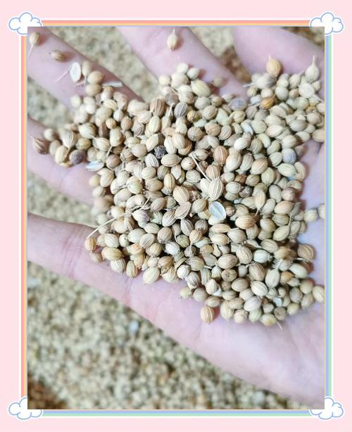 家用厨房常见可食用种子类食材合集