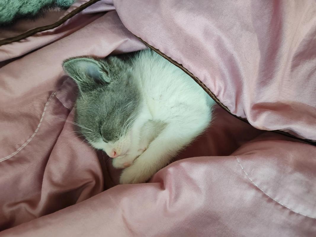 雷雨天躲在猫包角落发抖的英短