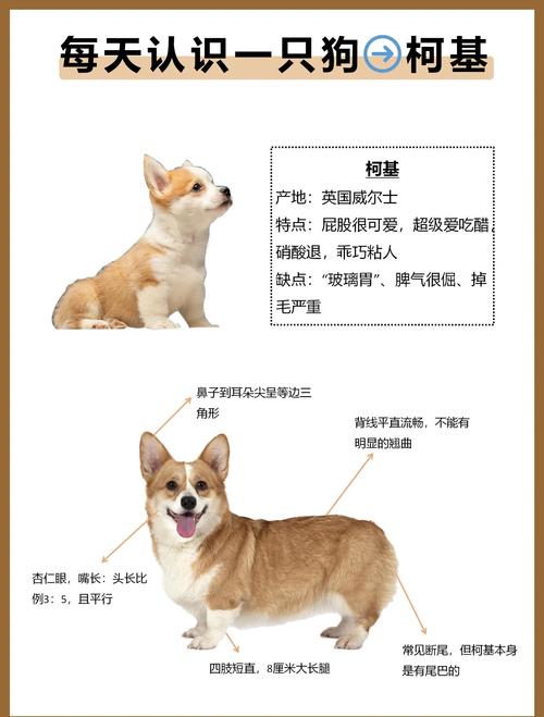 那些关于柯基犬的常见误区