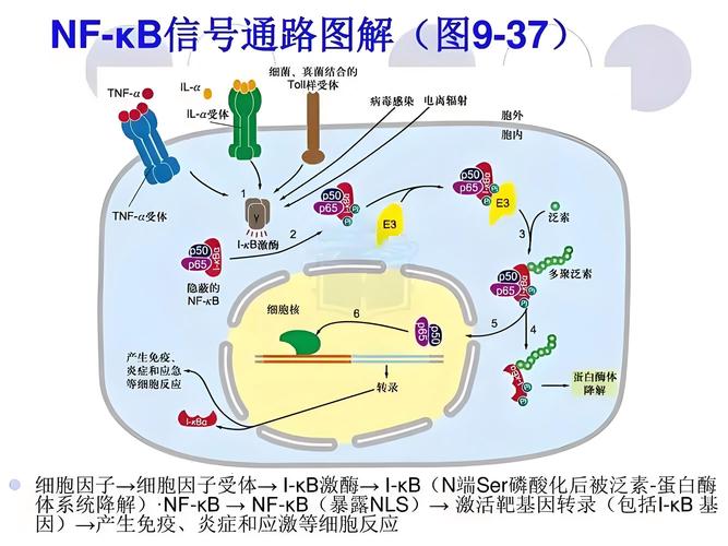 GPL传染性示意图