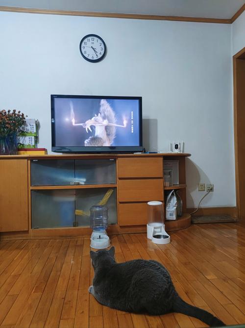 橘猫蹲客厅电视柜顶盯访客实拍