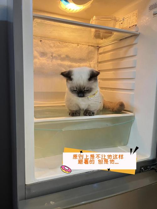 躲在冰箱缝隙里的应激蓝猫