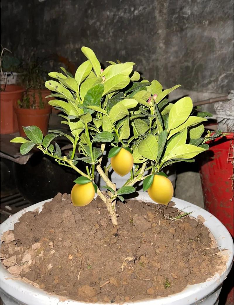 家庭盆栽柠檬树开花结果养护
