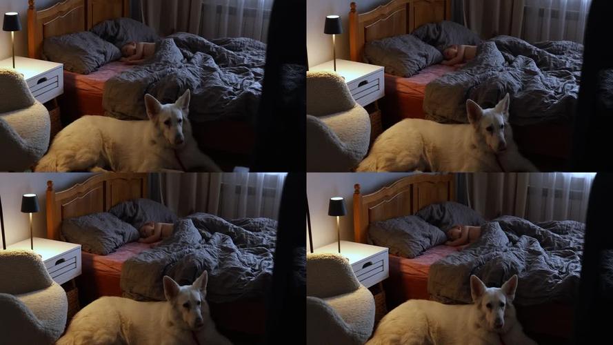 金毛犬趴在婴儿床旁边守护熟睡宝宝