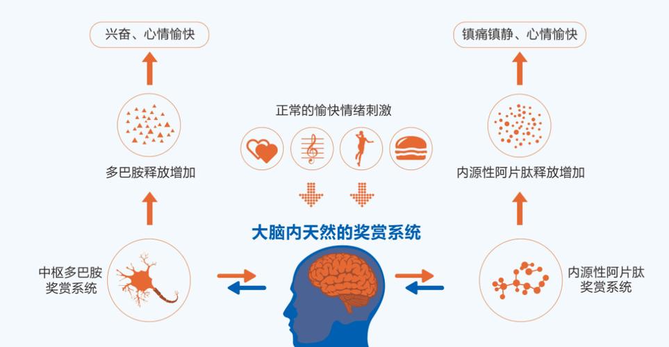 大脑奖励系统多巴胺分泌与暧昧不确定性关联图