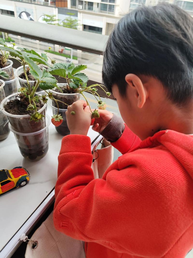 亲子阳台种植草莓日常场景