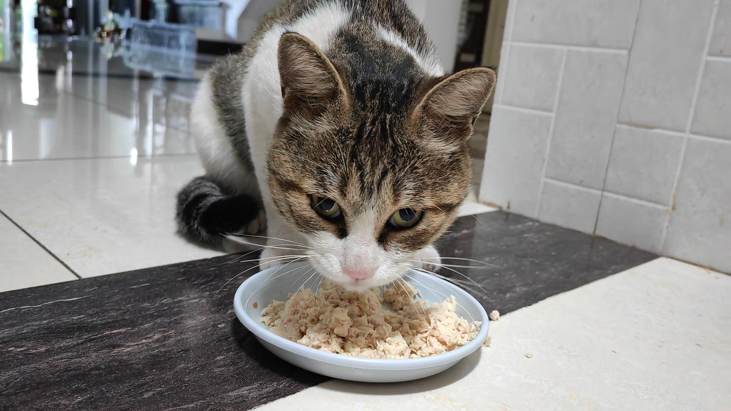 家猫吃室内猫粮的日常场景图