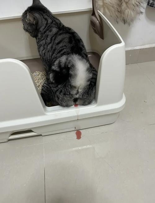 猫咪蹲猫砂盆尿血实拍图