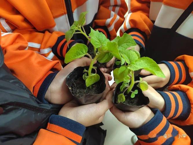 小学生双手捧着自己种的小青菜
