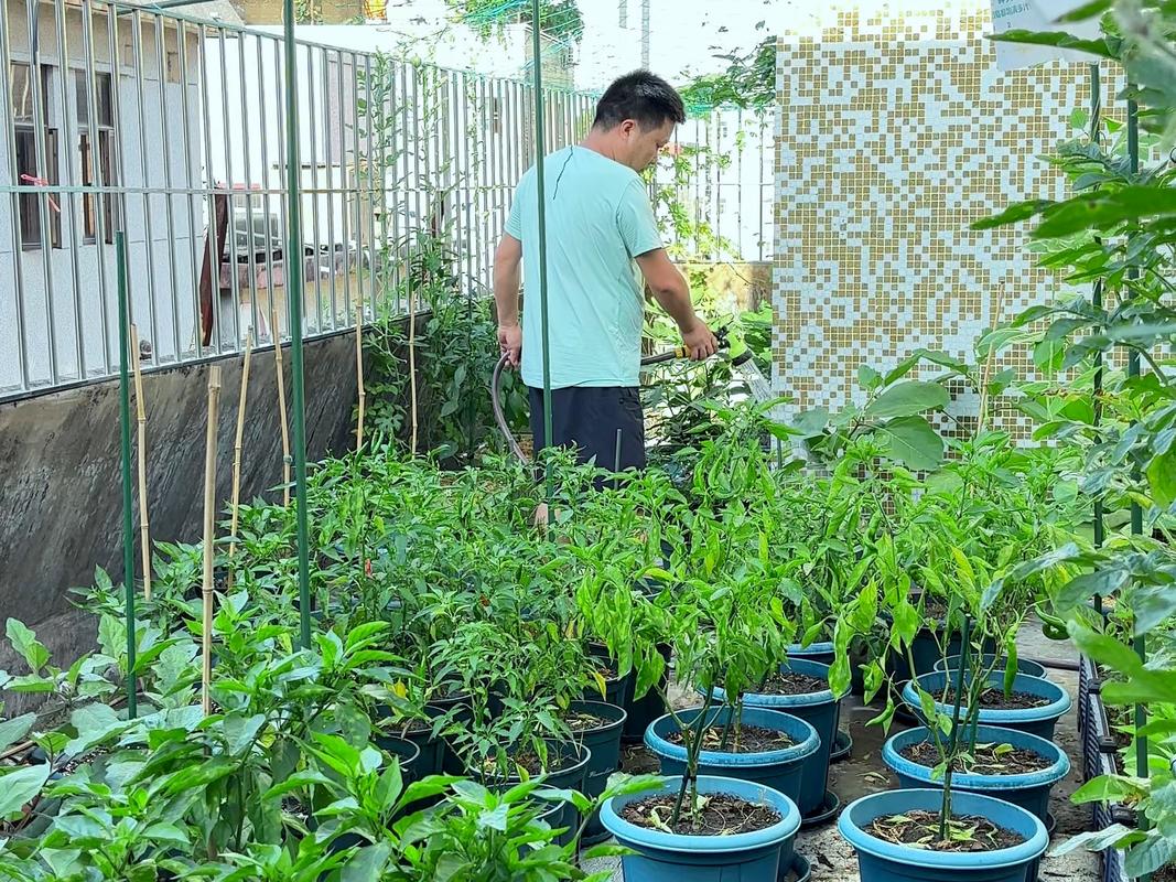 小区居民天台种植蔬菜日常场景