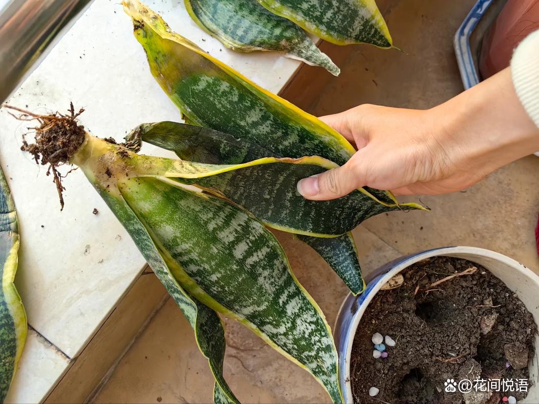 被肥料烧根的虎皮兰实拍
