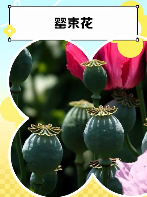 异步的罂粟:快但有毒